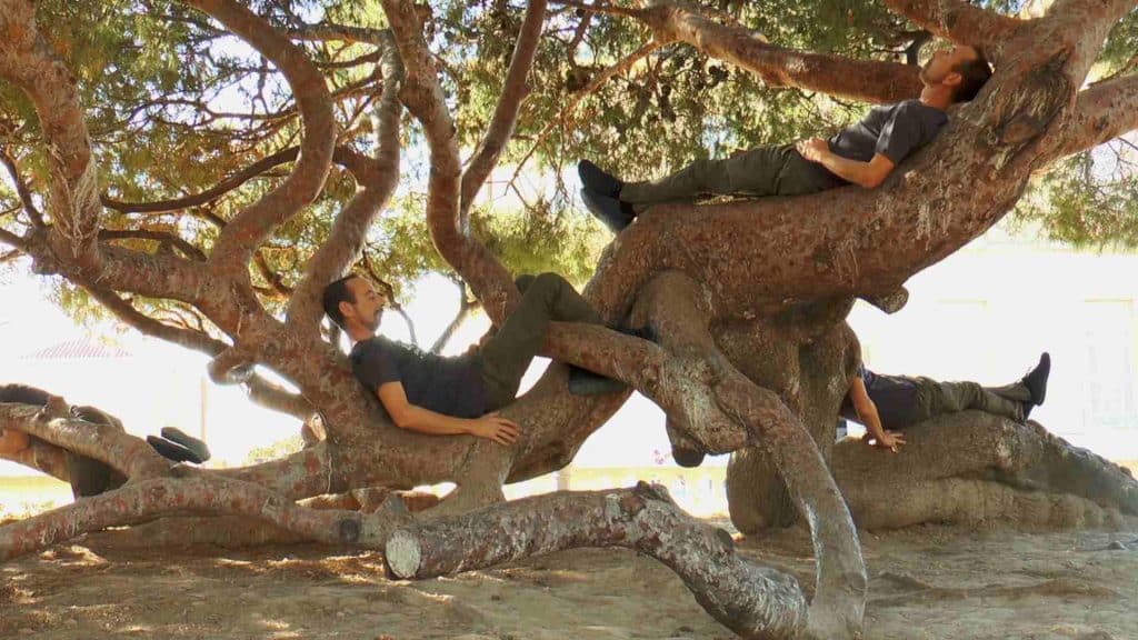 poster image of Tree Confessions (USA)- Zoom Lecture by Erin Mee